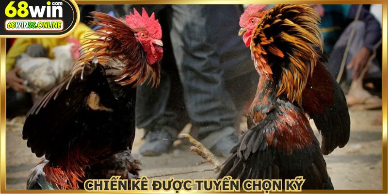 Từng trận chọi đều mang đến giây phút kịch tính